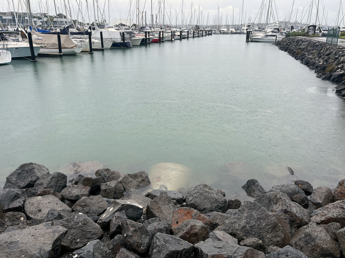 Argo Drive Stormwater Upgrade Project Kd Civil Auckland Council Healthy Waters Half Moon Bay Marina